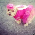 Alexa Pizzi:Ellie Bellie, a 3-year-old Peekapoo, poses as a flower fairy on Halloween.