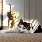 Linda Pricci:Luna is not so much cute as she is egotistical. She has a habit of only resting in good lighting, so as to remain "photo-ready" at all times.