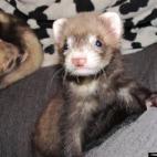 Muppet Rat:Harley Quinn age 8 weeks old, the day we got her and her 2 sisters from the rescue. Their litter was abandoned in a cardboard box, under a bush in a park.