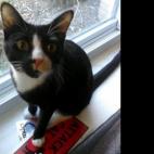 cn71578:My one year old stray cat who has the most fun loving personality