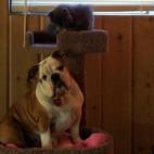 tas1260:Ella chased Charlie up on the cat pole. Now poor baby girl doesn't know how to get down!