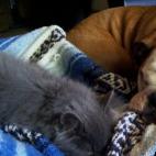 tas1260:Ella and Charlie after a hard day of playing.