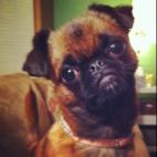 hidee00:Sophie, my 1.5 year old Brussels Griffon. She just keeps getting cuter!