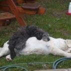 Claudine Dufour:Charlie a toujours eu cette habitude un peu cocasse de prendre Vanille pour un ... tapis!