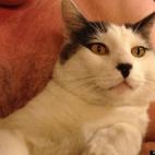 Chacha50:"I do not wish to be held at this time, kind sir!"