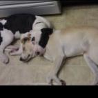 lcwa7th:Kata and Frankie chillin