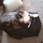 msoralla03:I'm packed... just waiting on you.