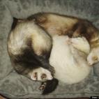 Linnaya Olson:Felix, Aurora and baby Dexter have a snuggle in their bed. Nowadays, they don't all fit in one bed because Dexter is so huge!