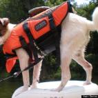 Donna Lannesrobuck:Our Jack russell mix Karma...loves the water..this is great picture ride the tube down the river. She is smart and loyal and good Karma! Vote for our baby!