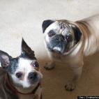 Christopher Paul Roberts:Gracie and Wilbur