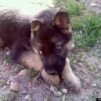 amberwood:Ripper, my German Shepherd puppy, chews on some grass, what you don't know is he is eying my mastiff with the intent to attack him.