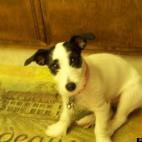 jackie5841:I call her Susie Q. Her name that she had when I first saw her in the newspaper was moo-cow. I though her black white colors reminded me of a cow.