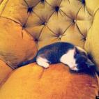 margekelly:#KittenNaps