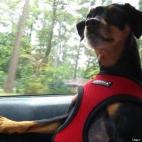 Targetdog:When rounding the corner Pepe instinctively puts his hand up on the sill to steady himself! He loves riding in the car.