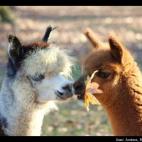 Andrea Rosenfeld Cote:Best Friends always share