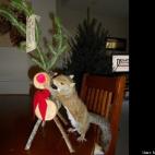 Melanie Trubey:Clyde is a 10 year old squirrel that we rescued and loves to get the first run in the Christmas tree each year when we set it up!