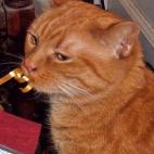 jg 28:Maisy, a five-year-old orange tabby, gets into the holiday spirit!