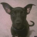 Lydia Gifford:the sweetest little pit bull pup ever! just look at those ears!