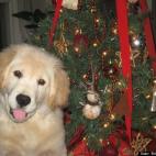 Brilliance 2Spare:First Christmas 2009 three months old.