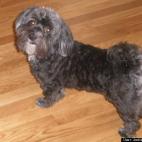 Jackie de Carvalho:Hi my name is Scruffy!