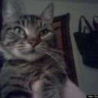 Zombie Goddess:My cat Tigerlily actually holding still for the camera.