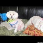 Jackie de Carvalho::D