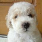 limikimi:this photo taken when she was 2 months old at 2009, and now she has gone, but the memories of her will always remain.