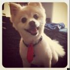 vonfandom:Hannibal (Hannie for short), was very proud of himself for taking a bath and not stinking anymore!