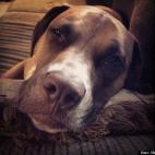 Mallory Newbern:Friendliest, most loving dog ever. Still thinks he's a puppy even though he weights close to 70 lbs, loves going on walks and playing with his "cousin" Charlotte.