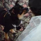 tinarex:My bridesmaid caught this amazing shot of Desmond (the best pup) looking up at me in my wedding dress before the ceremony. He looked so handsome in his tux and just made the day that much more special