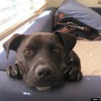 Janelle Bludorn:Just resting his head on a lazy weekend day.