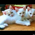 Blaze Powers:The Fluffz are super cute cuz they all love one another so much! They play together, eat together and sleep together. Sometimes they all put their heads together, because three heads are better than one!