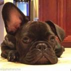mlam79:Ninja is a 6 month old french bulldog. His right ear didn't stand up until about a month ago and now we wait anxiously to see if the left one will stand up as well. For more pics see @ninjathefrenchie on instagram!