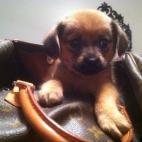 Kmatava:Ollie loves his louie