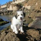 Giuliano Alghero:Hello! my name is Alghera :D...BAUUU!!!