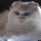 sassypants81:My scottish fold cat, Mortimer, loves to bask in the sun!