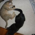 myglassslippers:You catch my tail, I catch yours!