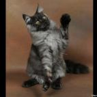 silverparadise:Elevage Silver paradise MAINE COON www.silverparadise.fr