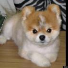 Jessie Gilbert:Quincy is an 11 year old Pom who is often referred to as a little curmudgeon because he enjoys his quiet lifestyle and gets sassy with anyone who interferes or causes a commotion. He goes to work with his Dad every day, where he ...