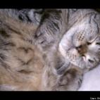 Sheena Thomas:Cubby is 6 years old. His ears were frost bit and fell off when he was a stray kitten.