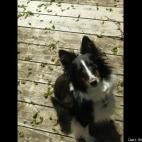 Sheena Thomas:Daisy is as sweet as they get!