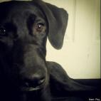 Fay Musson-Moyer:This was my brother's 5 month old Black Lab/Redbone Coonhound Mix. She such a high-energy and silly puppy... but she's just relaxing and enjoying life in this picture!