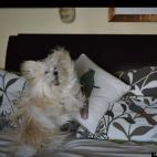 Tom Lesh:Pip likes to play a game where he tries to catch a toy thrown between two people at opposite sides of a bed. He has quite a vertical leap for a 9 lb. Maltillon.