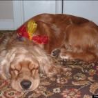 charina2012:babs dreaming of chasing squirrels