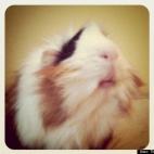 The Idler Wheel:Representing for the piggies all across the world!