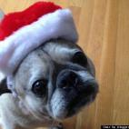 HuffPost Blogger Ethan Fedida:Living the pug-life!