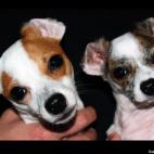 Fungi2bwith:2 goofy Chihuahua's