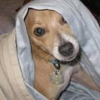 nfmgirl:This is my favorite picture of my dog Zook (short for Zucchini). He's silly, sweet, eager to please, and my best friend.