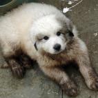 keresH:I think the bucket won. Lily, a Great Pyrenees, loves playing with water, and then wonders why she can't come in the house.