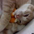 Kristen Ruby:My snuggly boy, Ichabod (Icky).